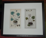 Litho, Cyclame&Cyclamen Europ,2-luik passe-partout&inlijsten